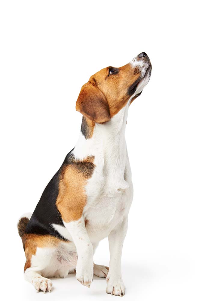 img-dog-produ-novo img-dog-produ-novo